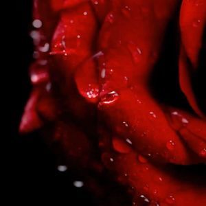 Meet your Posher, Emilio